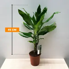 დრაცენა Dracaena fragrans Steudneri green 45 სმ