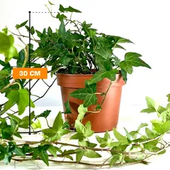 ხედერა Hedera Anna helix 30 სმ