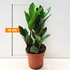ზამიოკულკასი Zamioculcas zamiifolia 30 სმ