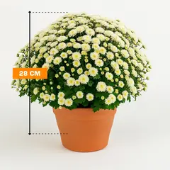ქრიზანთემი Chrysanthemum Jasoda mixed Scandinavië mix 28 სმ