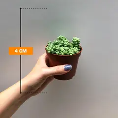Sedum burrito 508/10