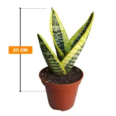 Sansevieria SUPERBAA 1PP 25 cm