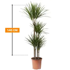 Dracaena Marginata 4PP 140 cm