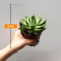 Echeveria agavoides red tips 505/10