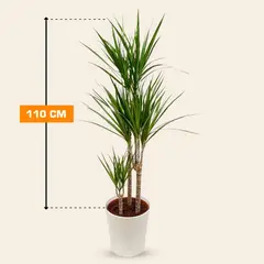 Dracaena Marginata 3PP 110 cm