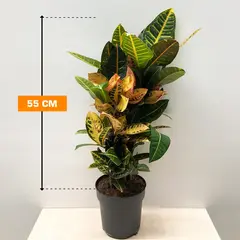 Codiaeum Petra croton busch 55 cm