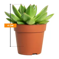 Echeveria agavoides miranda 4 cm