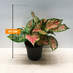 Aglaonema Crimson Love 20 cm