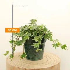 Hedera helix Kolibri 30 cm