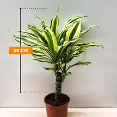 Dracaena Yellow Coast 38 cm
