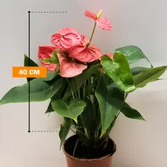 Anthurium 40 cm