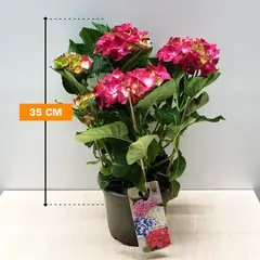 Hydrangea Hot Red 35 cm