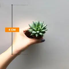 Echeveria x hookeri 505/8