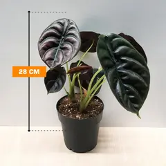 Alocasia cuprea Red Secret 28 cm