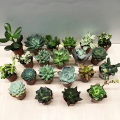Succulenten several mix 505/8