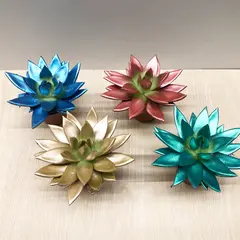 Echeveria agavoides Miranda Rainbow kerstmix