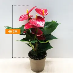 Anthurium Andreanum Grp mixed 40 cm