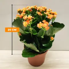 Kalanchoe blossfeldiana - Rosalina mix 20 cm