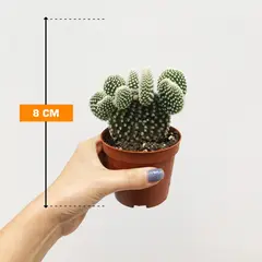 Opuntia microdasys 8 cm