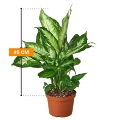 Dieffenbachia Camilla Purify 45 cm