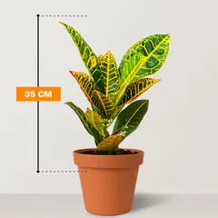 Codiaeum Petra COD GR 35 cm