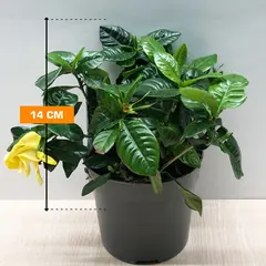 Gardenia jasminoides 14 cm