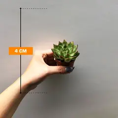 Echeveria agavoides red tips 505/8