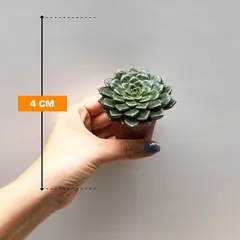 Succulenten several Graptopetalum Vega 505/8