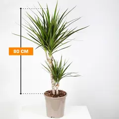 Dracaena Marginata 2PP 80 cm