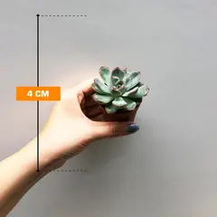 Echeveria gibbiflora mystery 505/8
