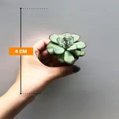 Echeveria Pollux 505/8