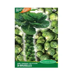 ბრუსელის კომბოსტოს თესლი