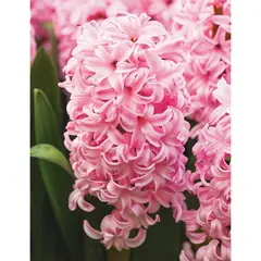 ბოლქვოვანი HBM BES Hyacinthus City of Haarlem (x3)