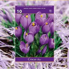 ბოლქვოვანი HBM BES Crocus Large Blue (x10)