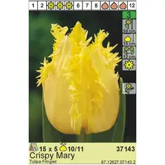 ბოლქვოვანი HBM BES Tulipa Crispy Mary (x5)