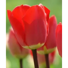 ბოლქვი BES HBM ტიტა Tulipa Fostery King 10/11 5 ც