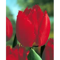 ბოლქვი BES HBM ტიტა Tulipa Arma 10/11 5 ც