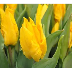 ბოლქვი BES HBM ტიტა Tulipa Yoko Parrot 10/11 5 ც