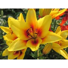 ბოლქვი BES HBM შროშანი Lilium Grand Cru 10/12 2 ც