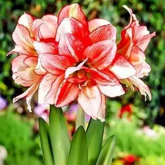 ბოლქვოვანი HBM STA  Amaryllis Double Record (x1)