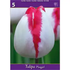 ბოლქვოვანი HBM BES Tulipa Playgirl (x5)