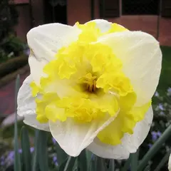 მცენარე ბოლქვიანი BES Narcissus Printal 5 ც