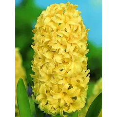 ბოლქვი BUD HBM სუმბული Hyacinthus City of Haarlem 14/15 1 ც