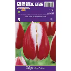 ბოლქვოვანი HBM BES Tulipa Pole Position (x5)