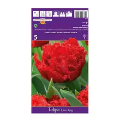 ბოლქვოვანი HBM BES Tulipa Lion King (x5)