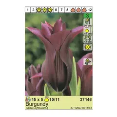 ბოლქვოვანი HBM BES Tulipa Burgundy (x5)