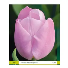 ბოლქვოვანი HBM STAR CAPPERLINE STA Tulipa Mistic Prince (x5)