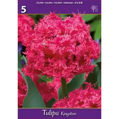 ბოლქვოვანი HBM BES Tulipa Kingston (x5)