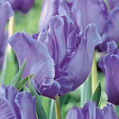 ბოლქვოვანი HBM BES Tulipa Blue Parrot (x5)