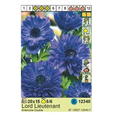 ბოლქვოვანი HBM STA Anemone Lord Lieutenant (x15)